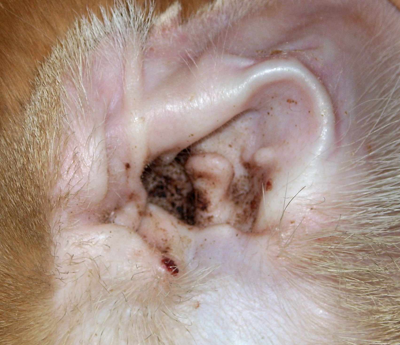 Ear Mite debris in a cat ear