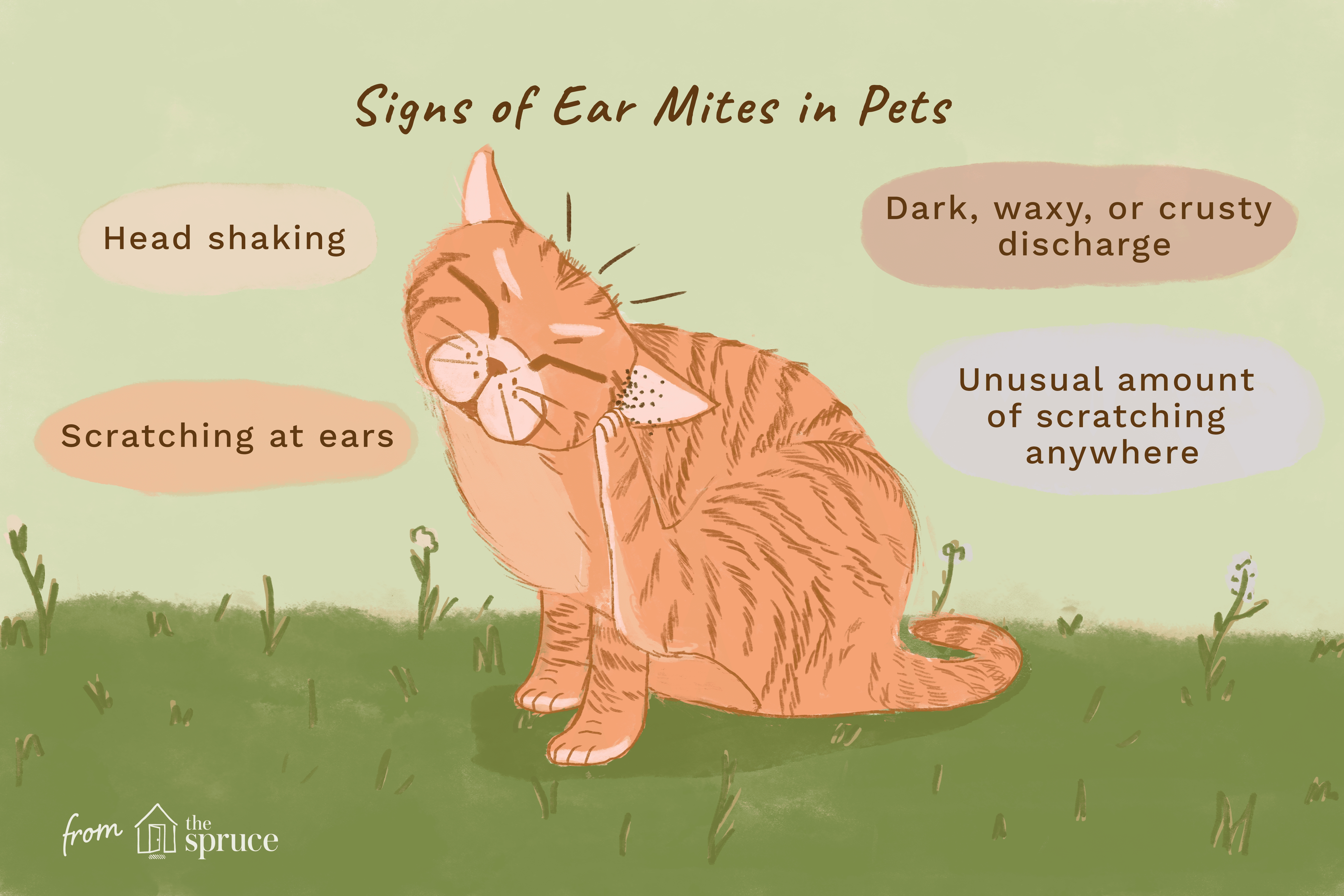 signs of ear mites in cats
