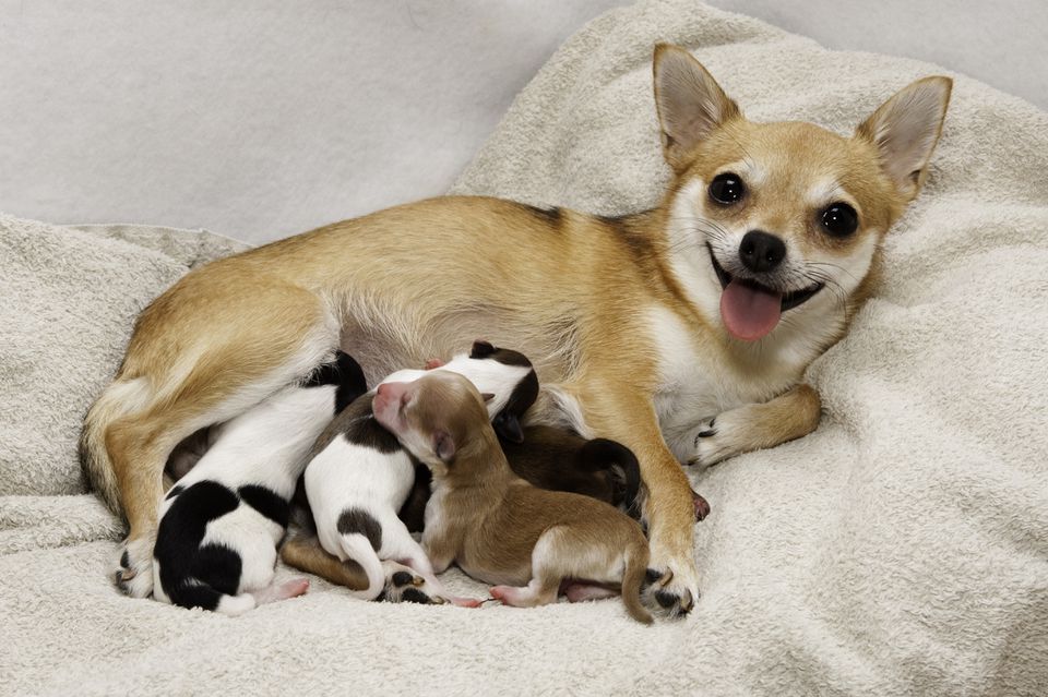 eclampsia dog nursing puppies