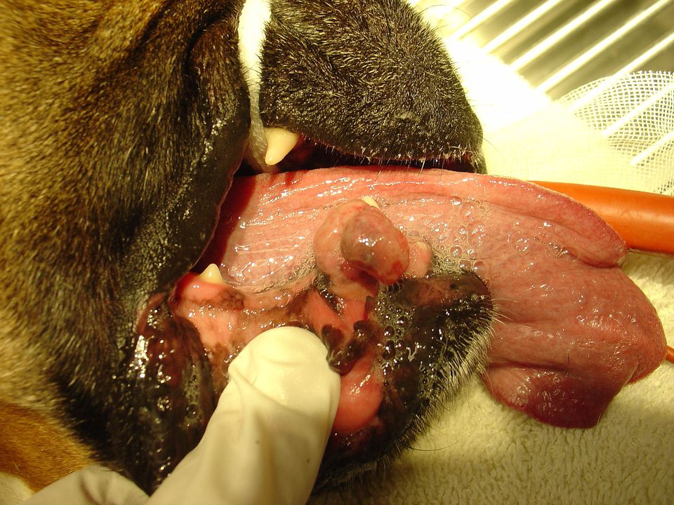 Fibrous epulis surrounding the lower right canine tooth in a boxer dog