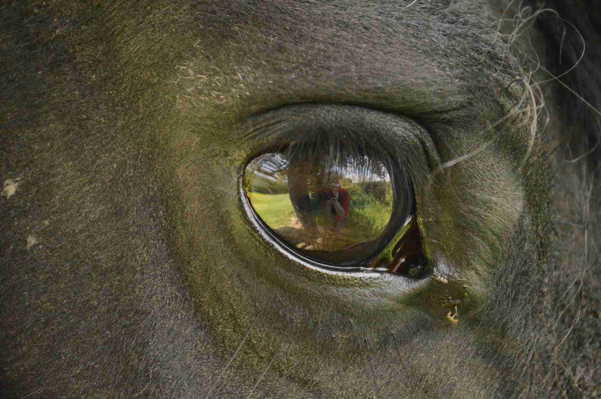 Horse eye with tear drop