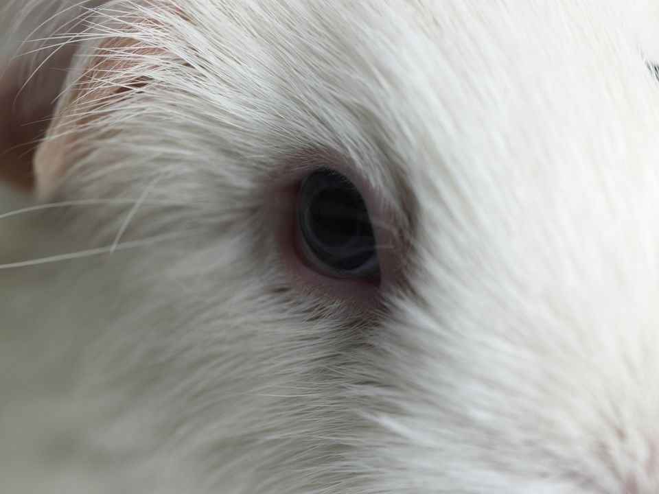 Guinea pig eye close up