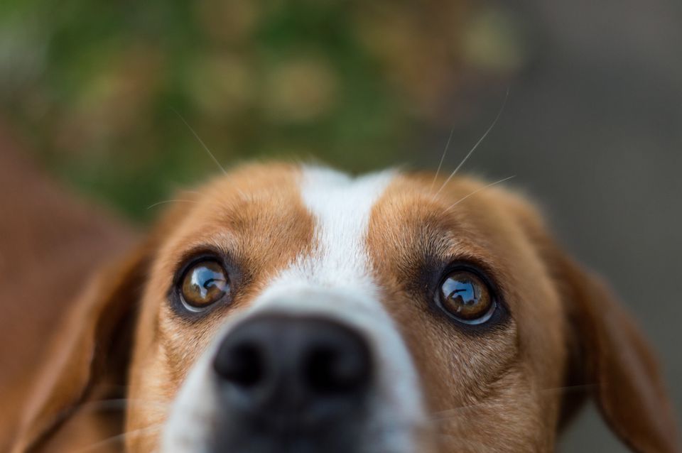 Close-up of dog's face