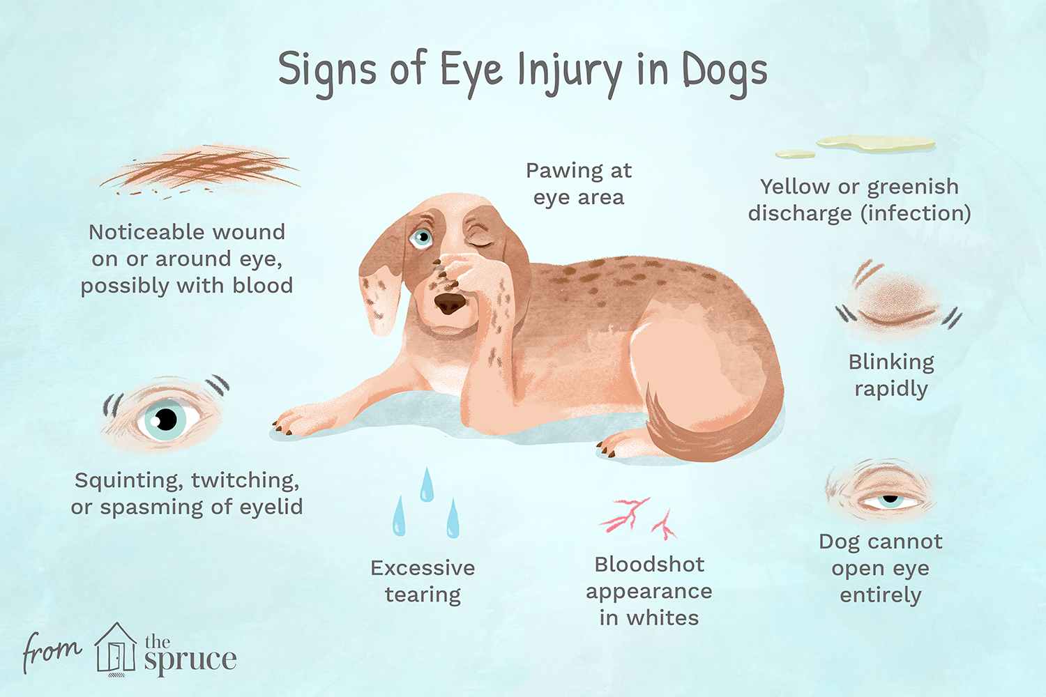 signs of eye injury in dogs illustration