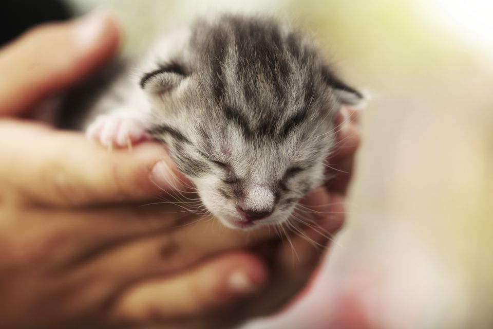 Tiny grey tabby kitten in hands