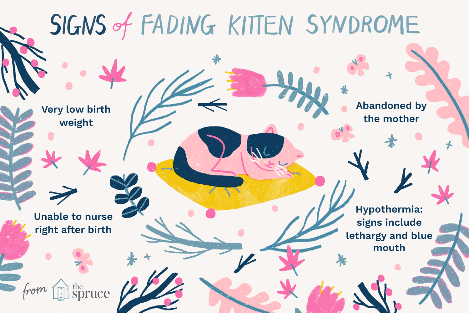 signs of fading kitten syndrome