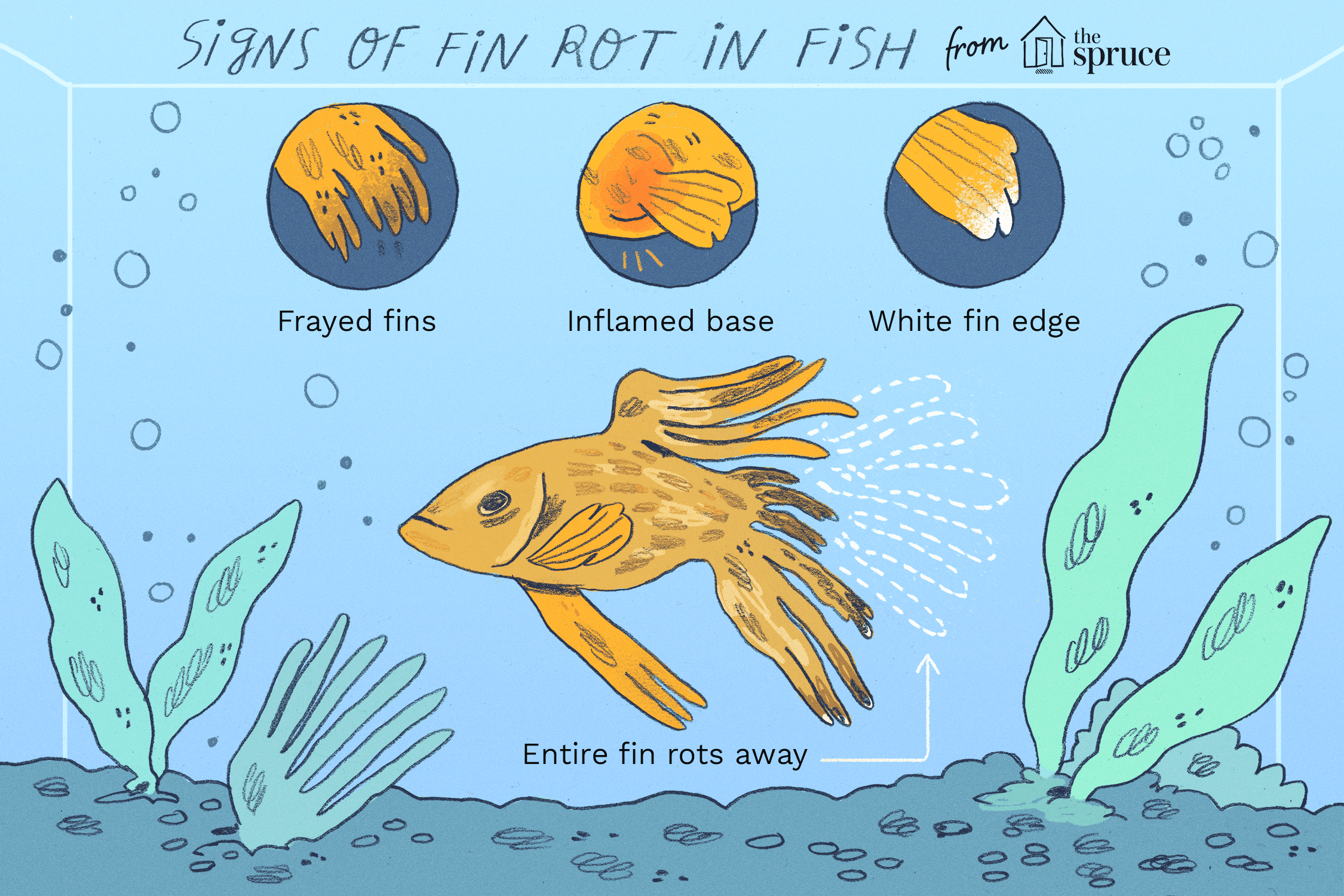 illustration of signs of fin rot in fish
