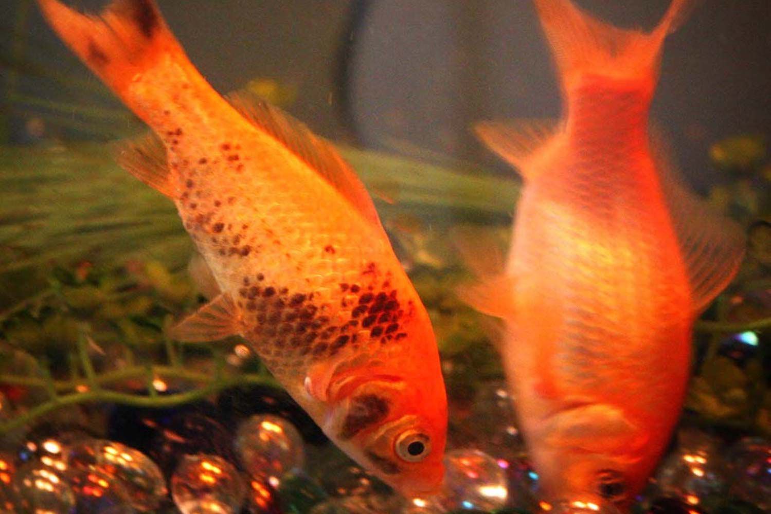 Fish with ammonia burns