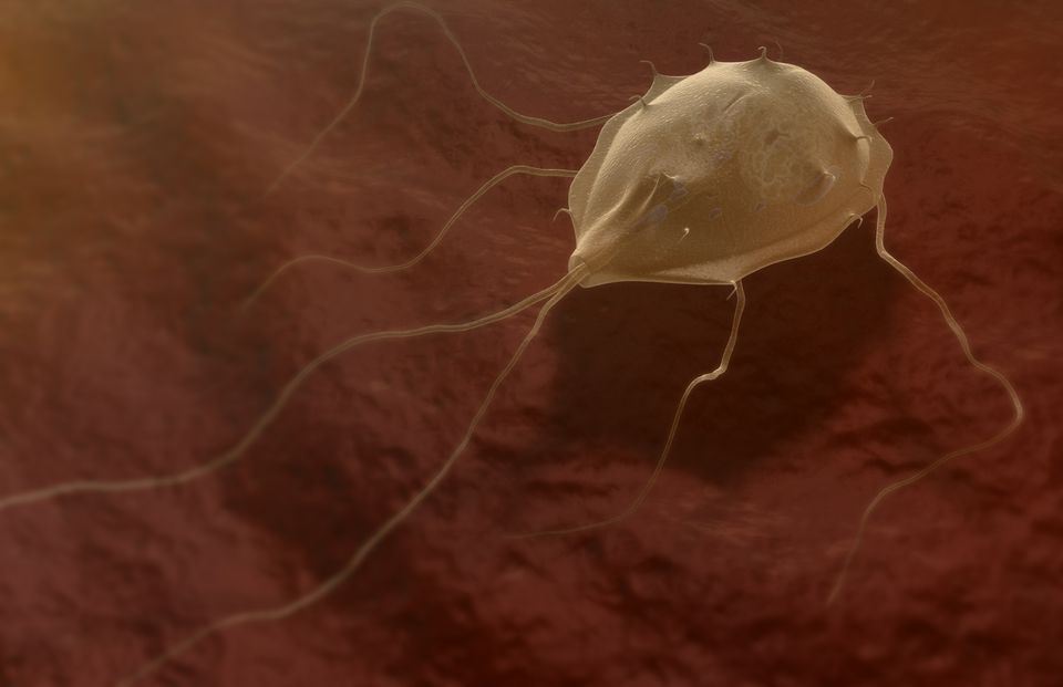 Giardia in cystic stage