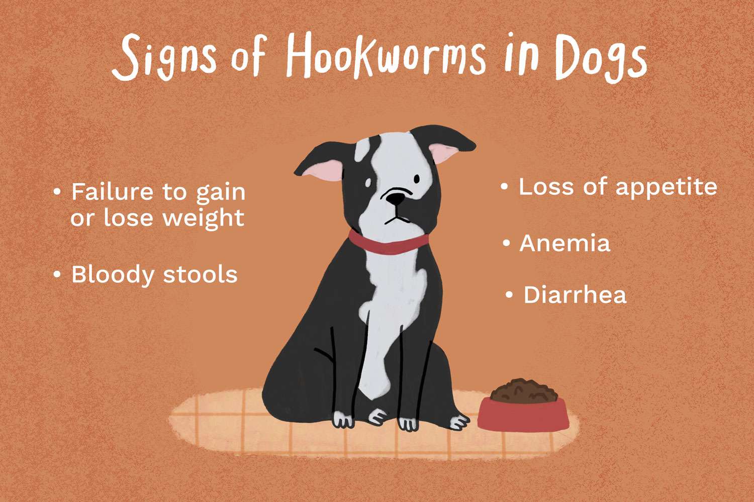 Illustration of signs of hookworms in dogs