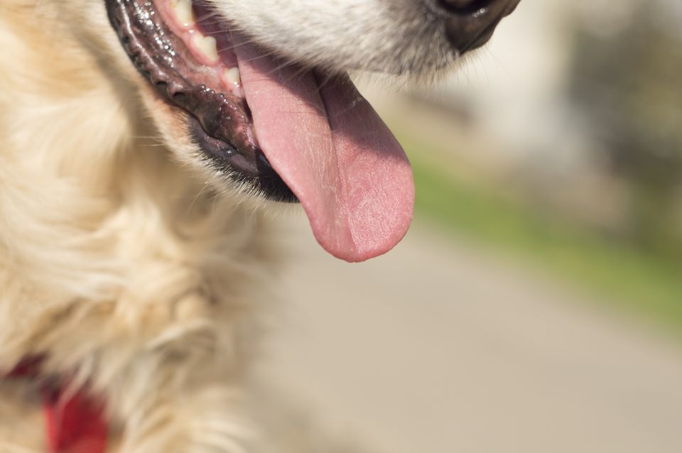 Open mouth of a dog breathing and sticking its tongue out.