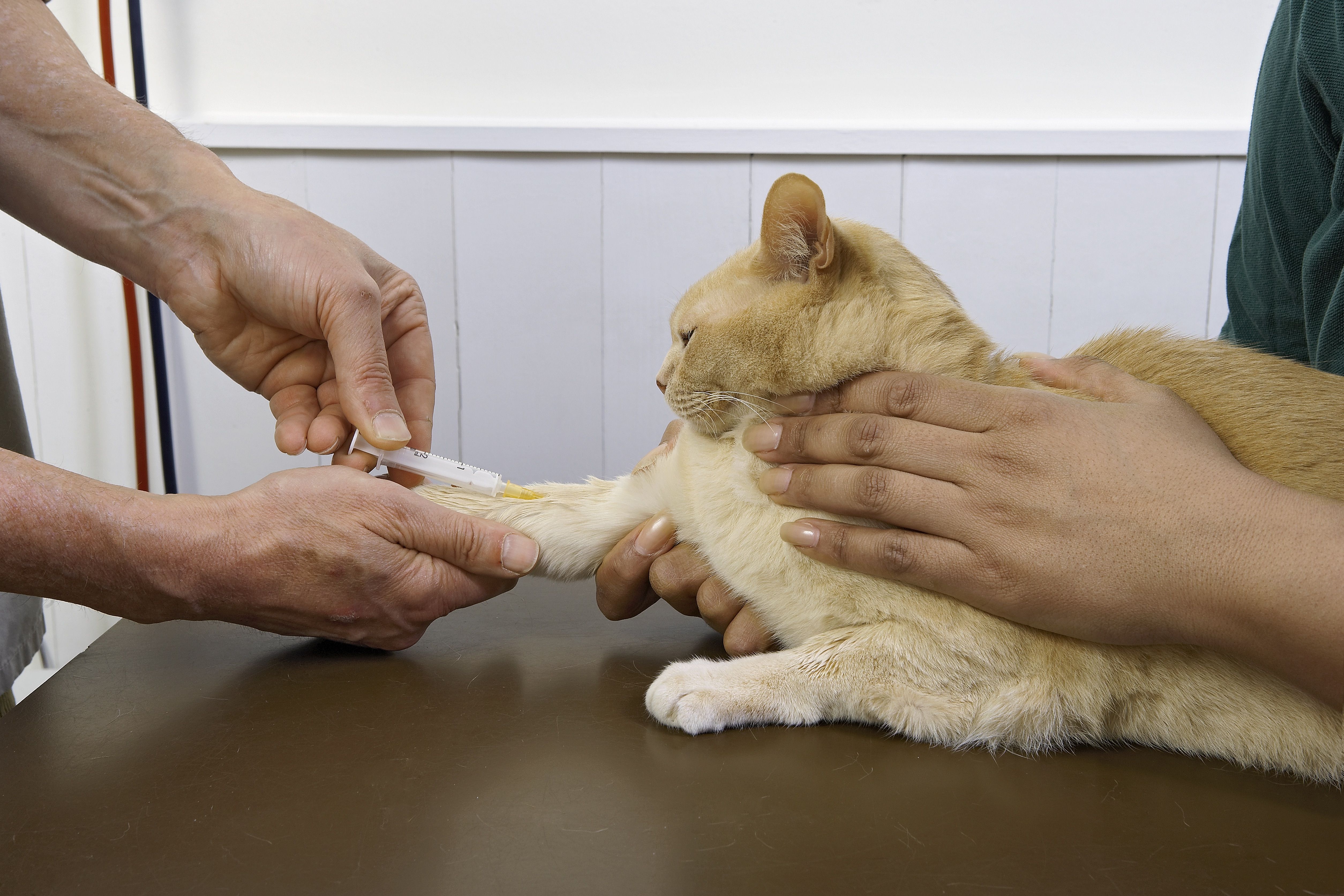 Cat having a blood sample taken by a vet