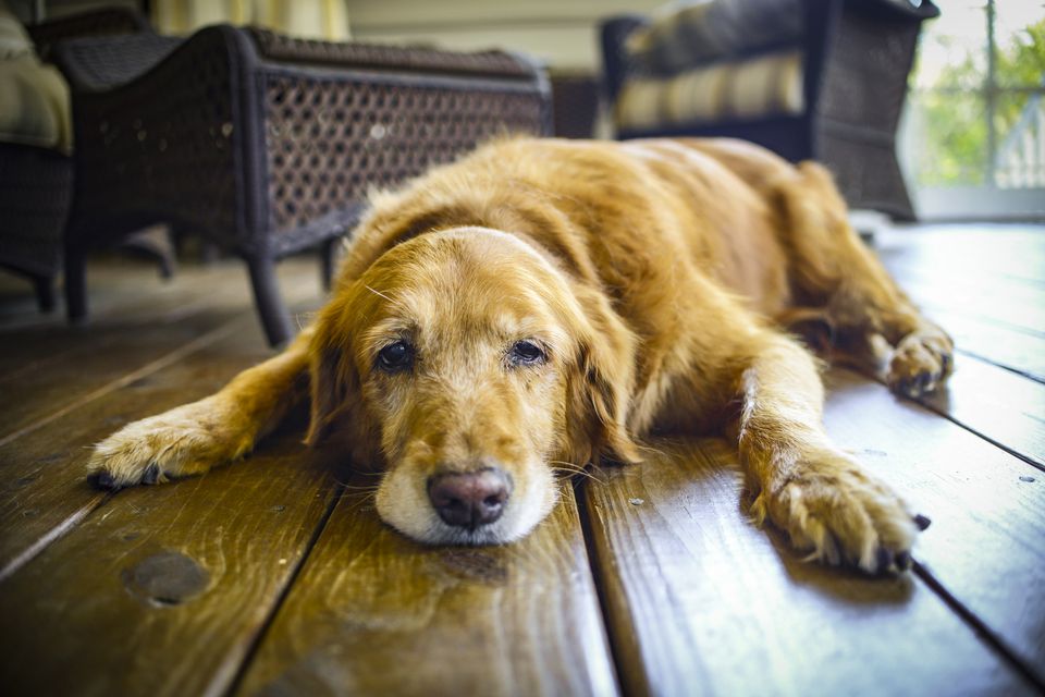 Older dog lying down on the floor