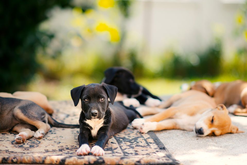Puppies relaxing outdoors