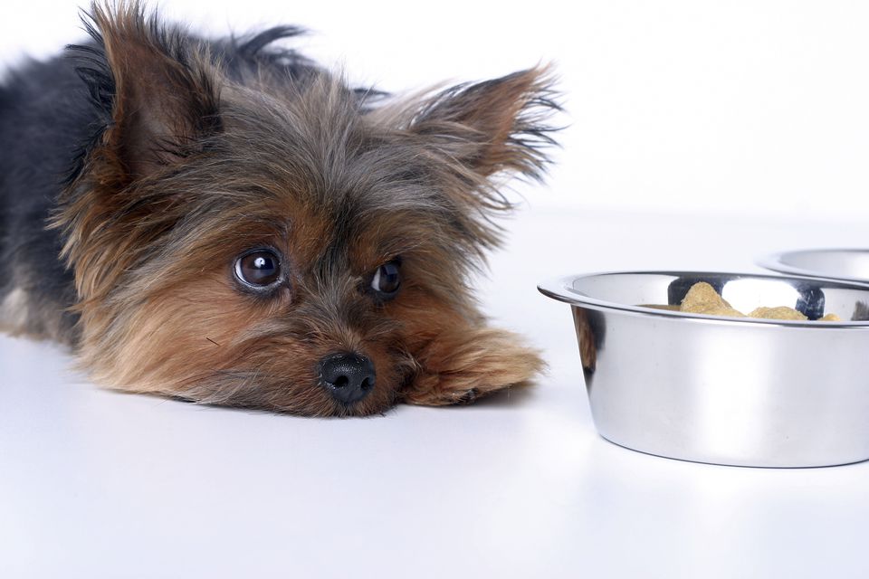 Small dog laying down next to a food bowl