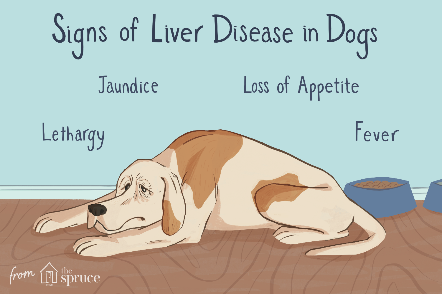 signs of liver disease in dogs illustration