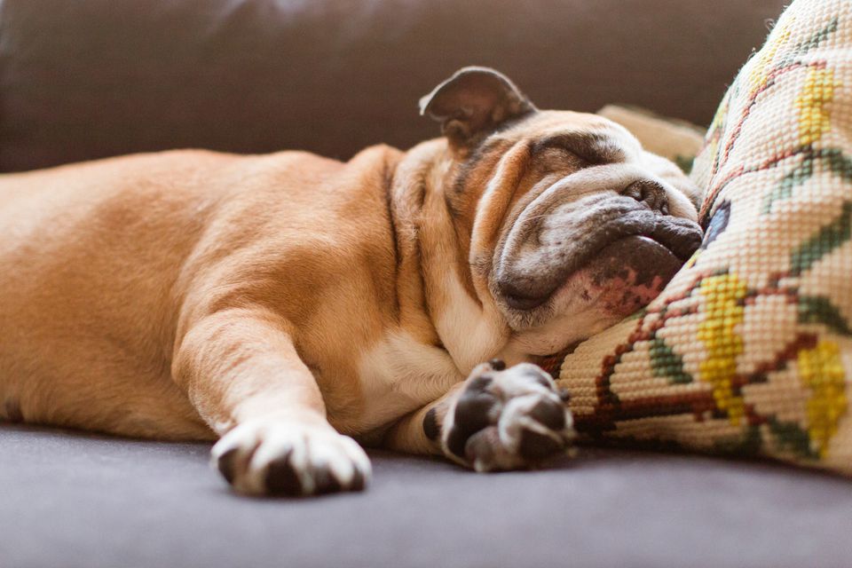 English bulldog sleeping on couch