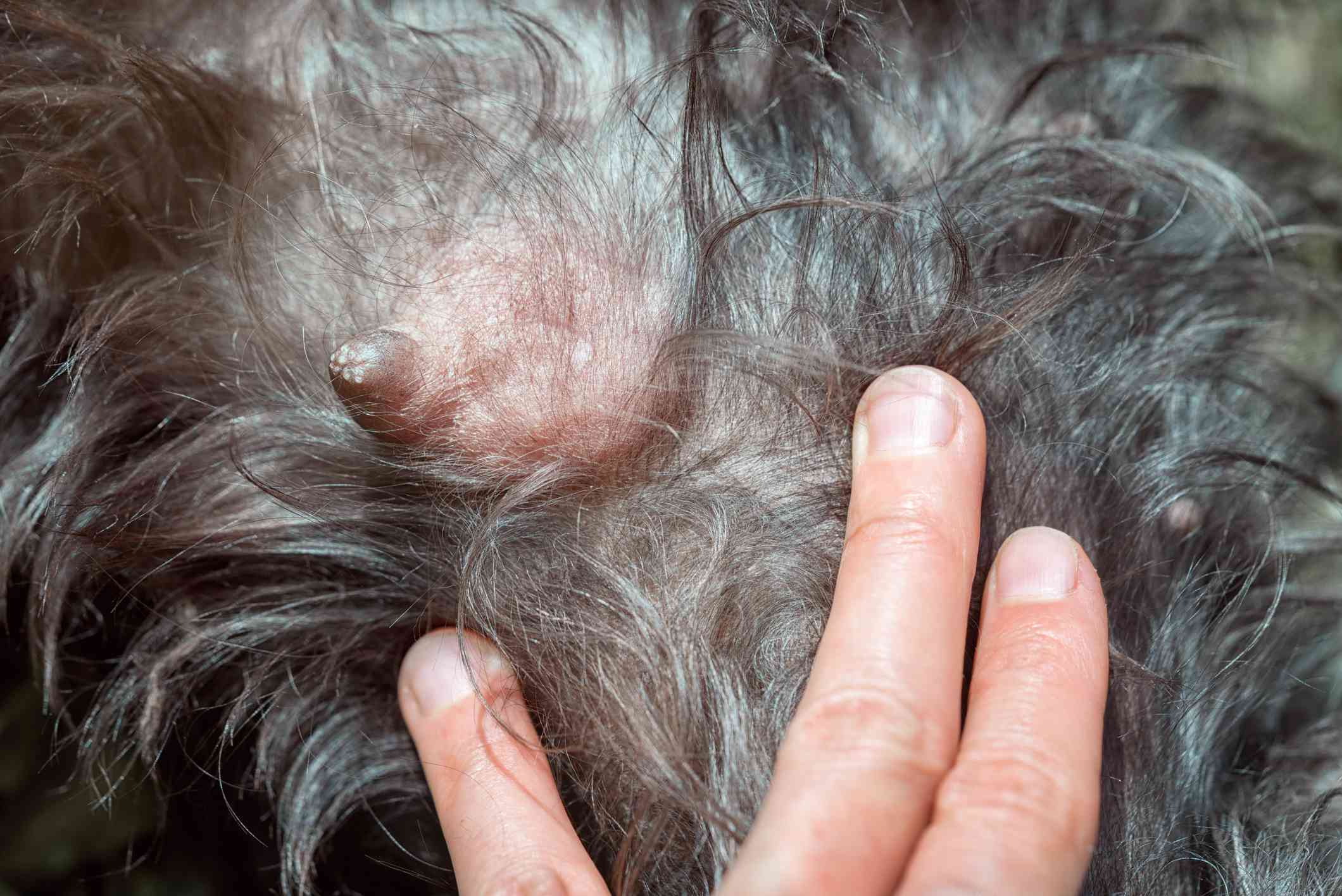 Mastitis in one mammary gland of a dog with dark fur close-up.