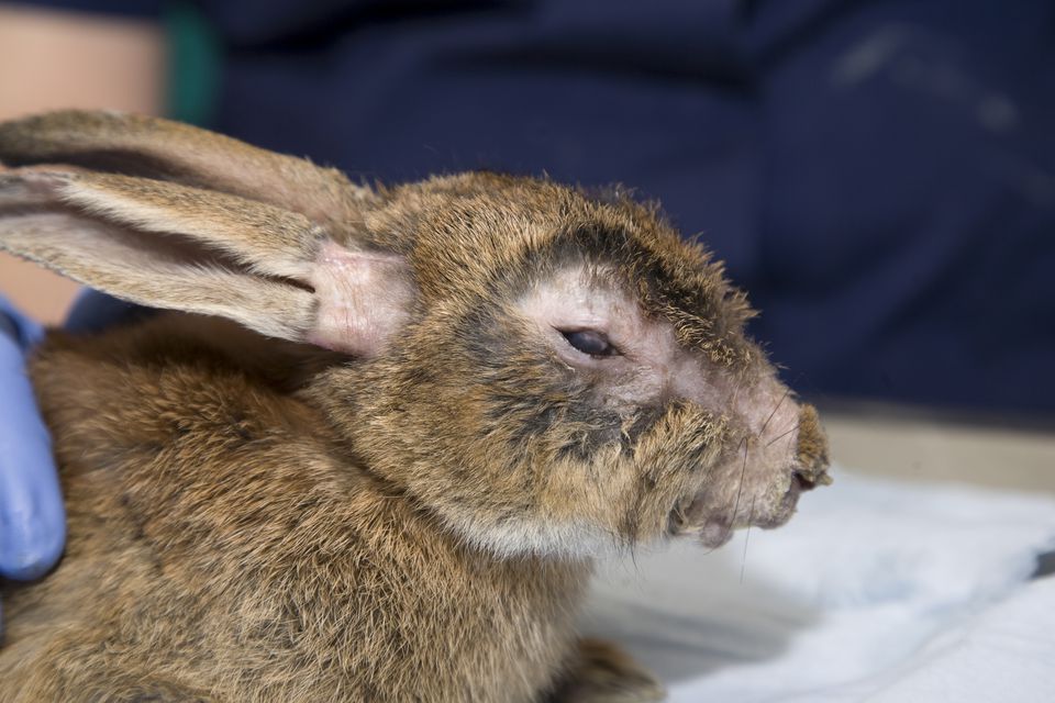 A rabbit with myxomatosis