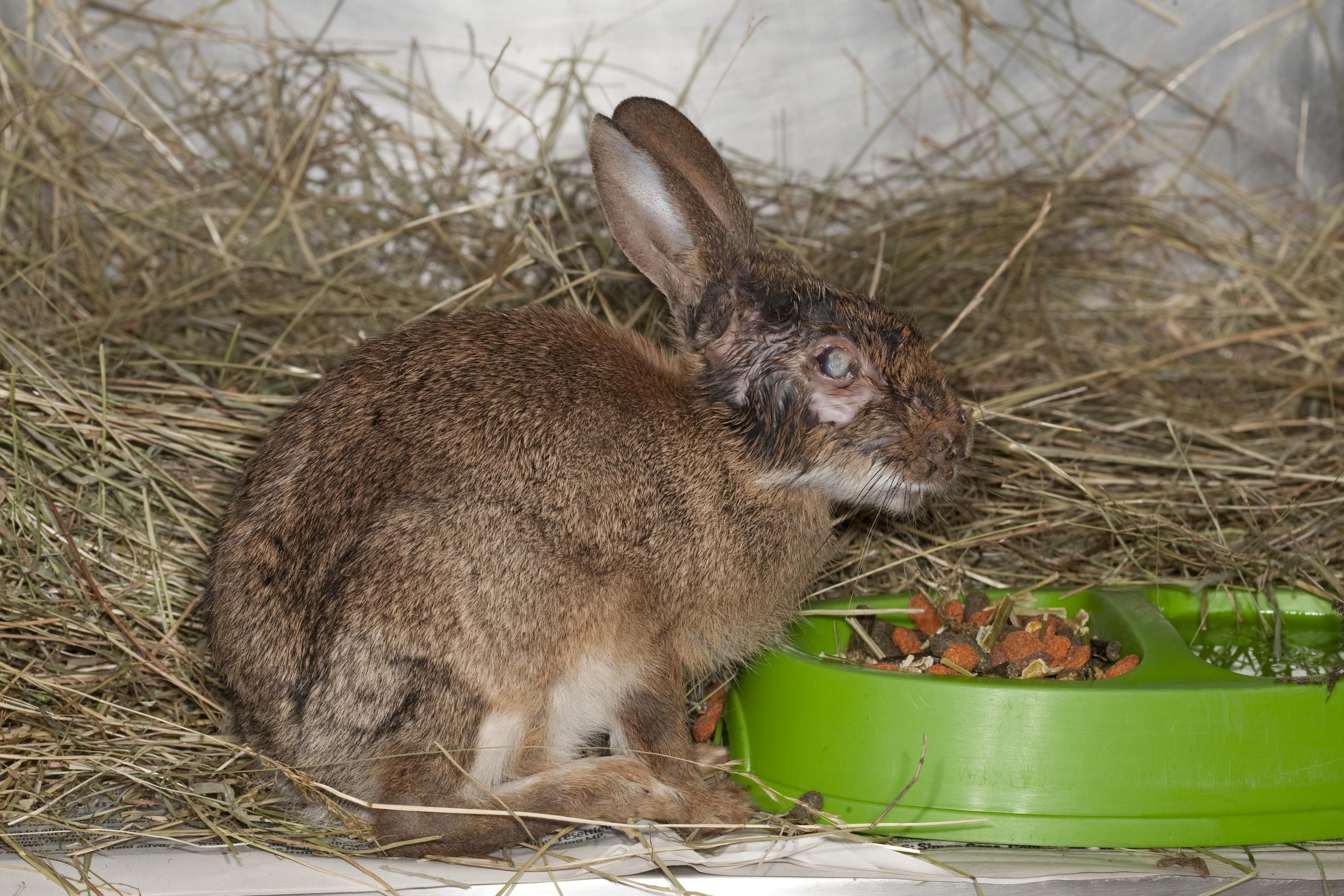 Rabbit (Oryctolagus cuniculus) recovering from Myxomatosis, feeding, UK