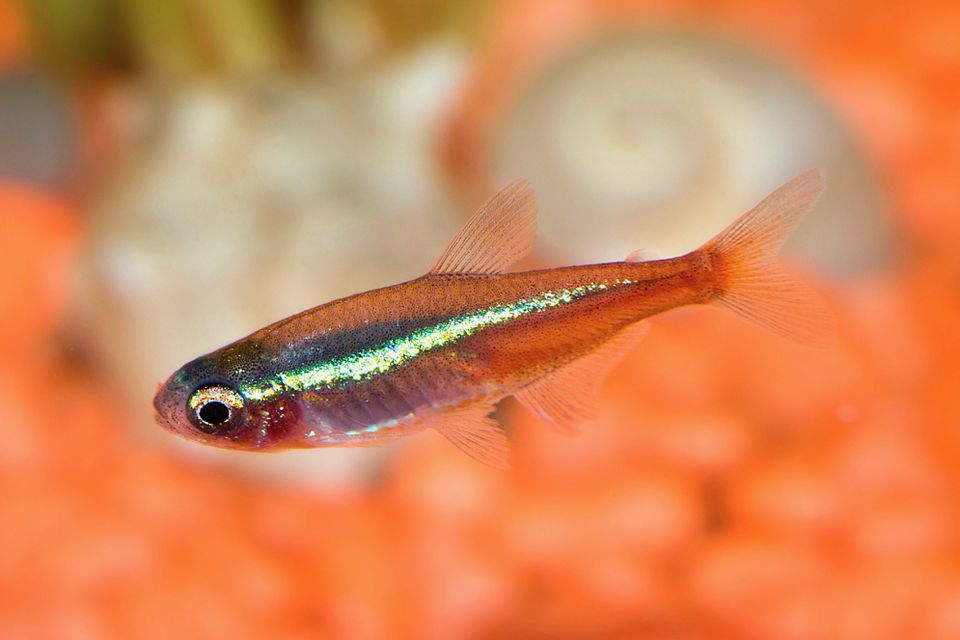 Neon tetra fish