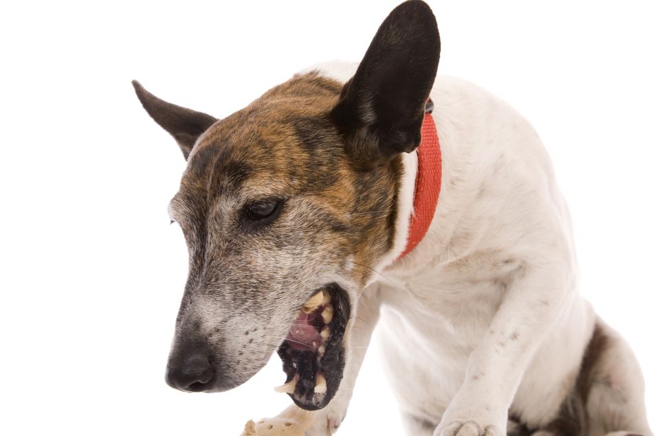 Dog coughing with white background