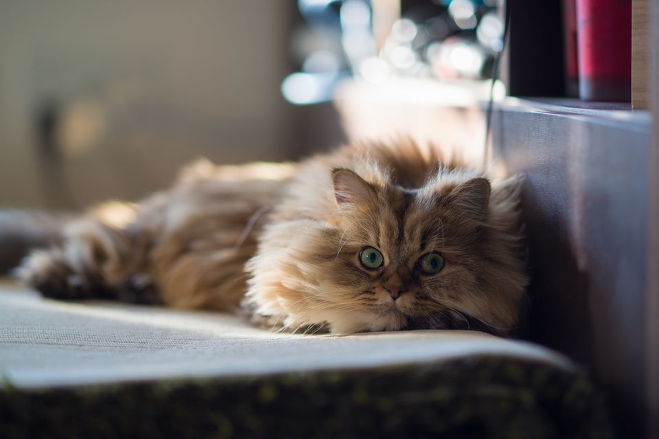 Brown persian cat relaxing on carpet