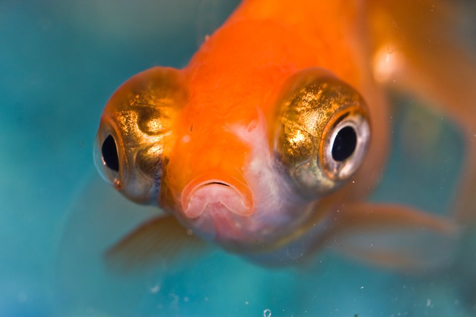 Goldfish with Popeye