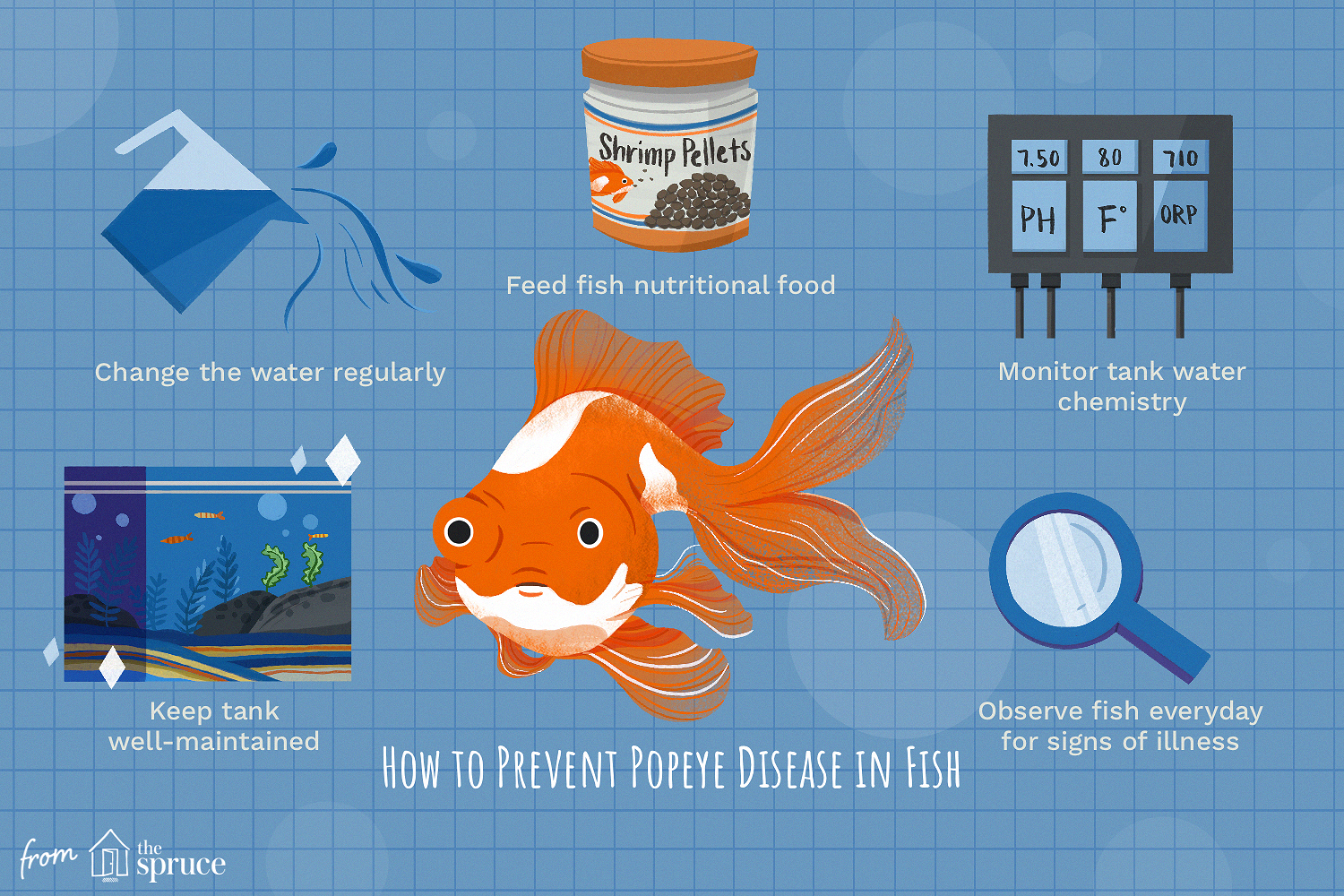 how to prevent popeye disease in fish