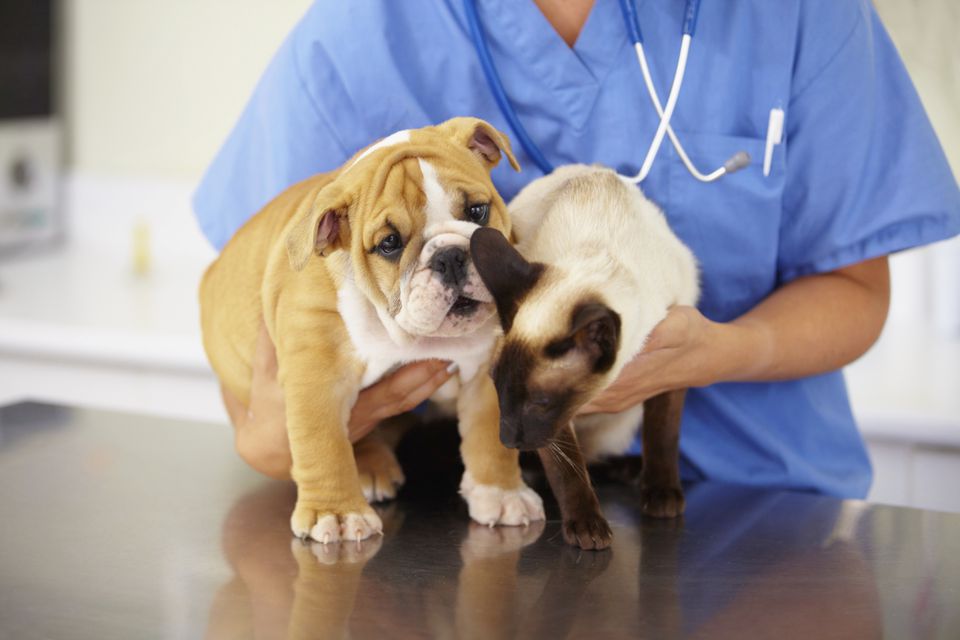 Dog and cat with a veterinarian