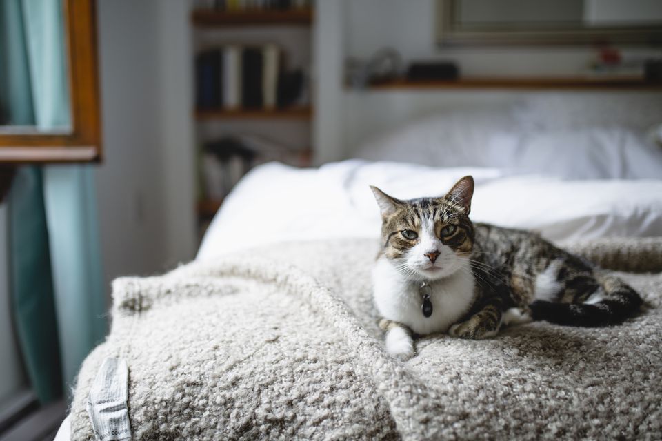 cat sitting on a bed