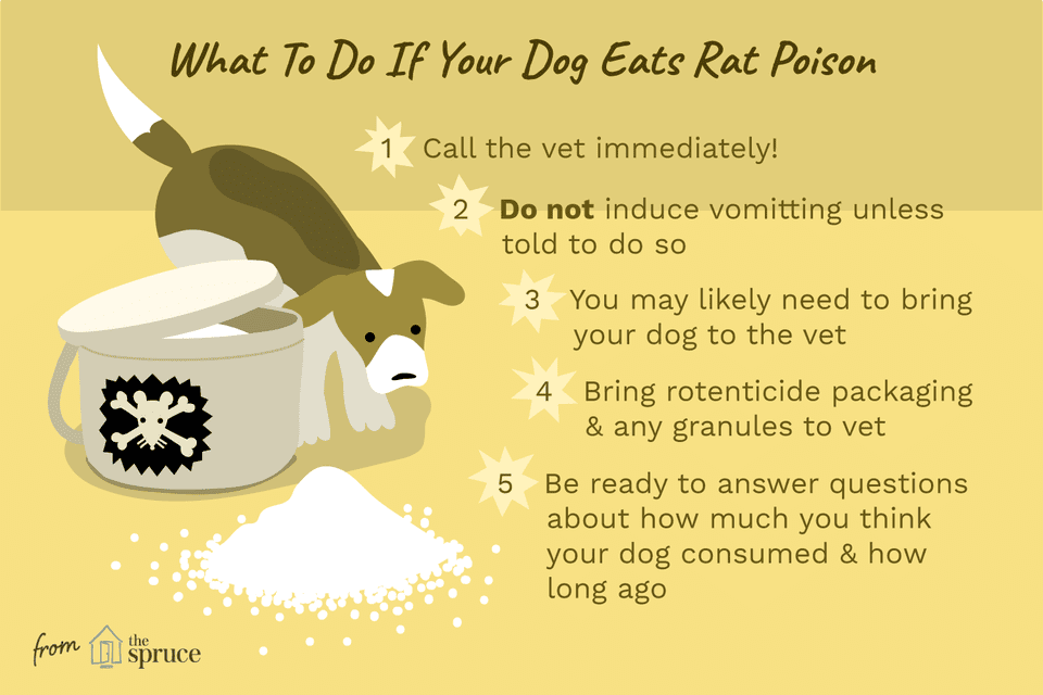 Illustration as to what to do if you dog eats rat poison.