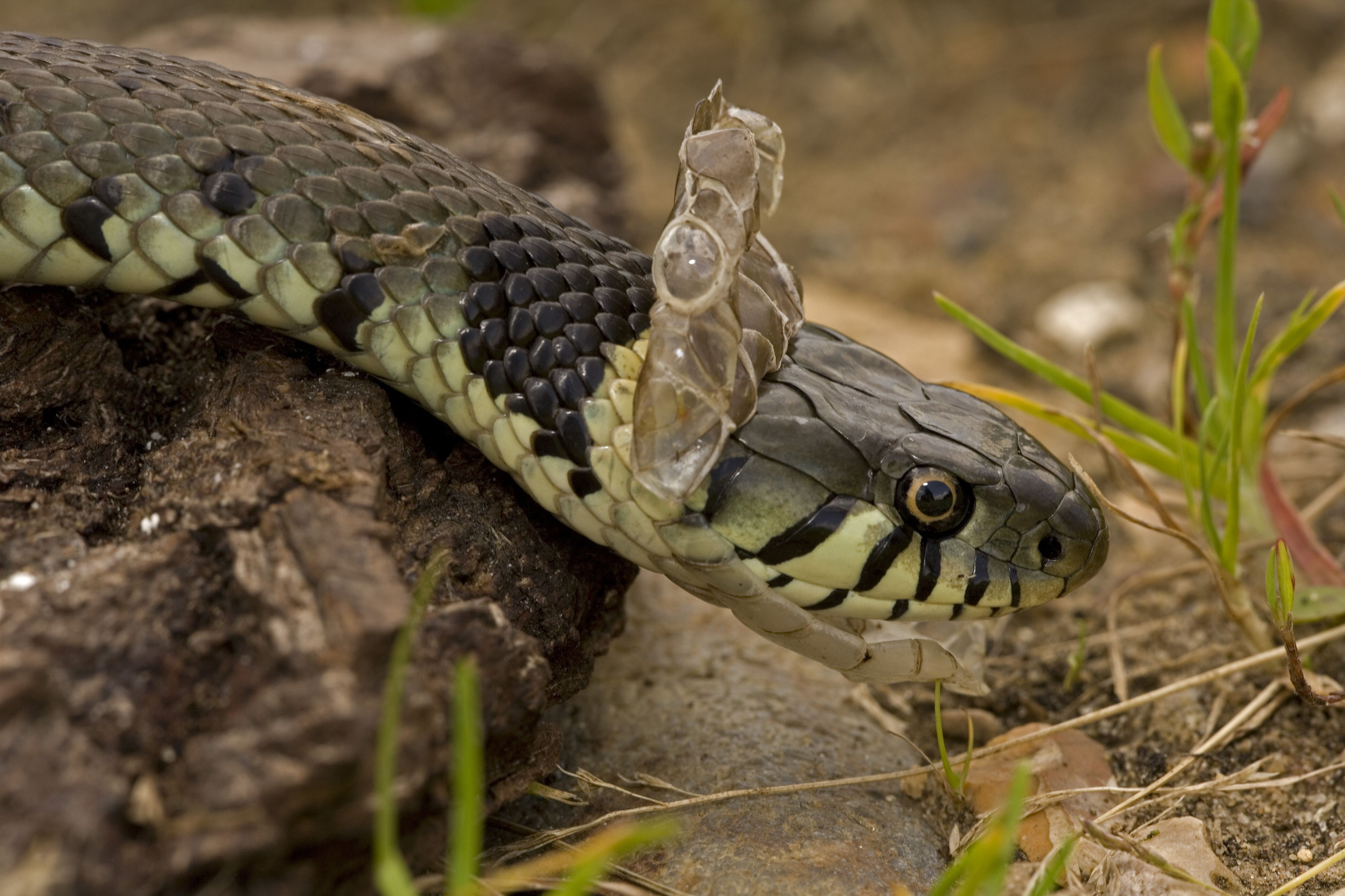 Grass Snake, Natrix natrix, shedding skin