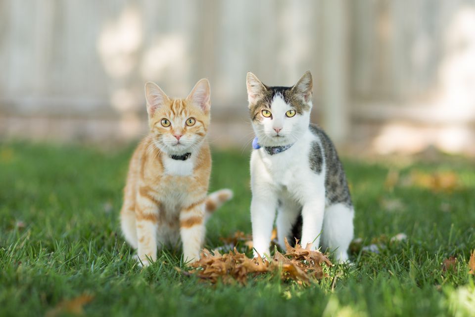 Two kittens outdoors