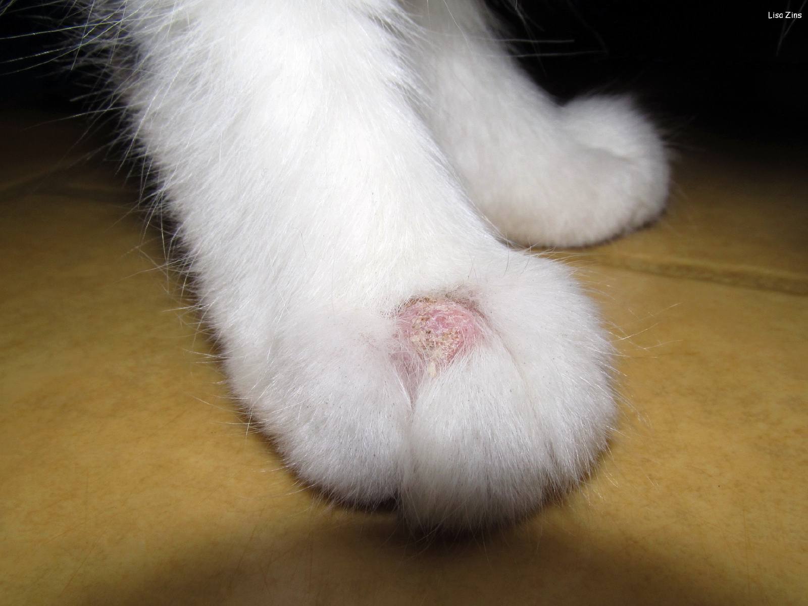 ringworm lesion on cat's front paw