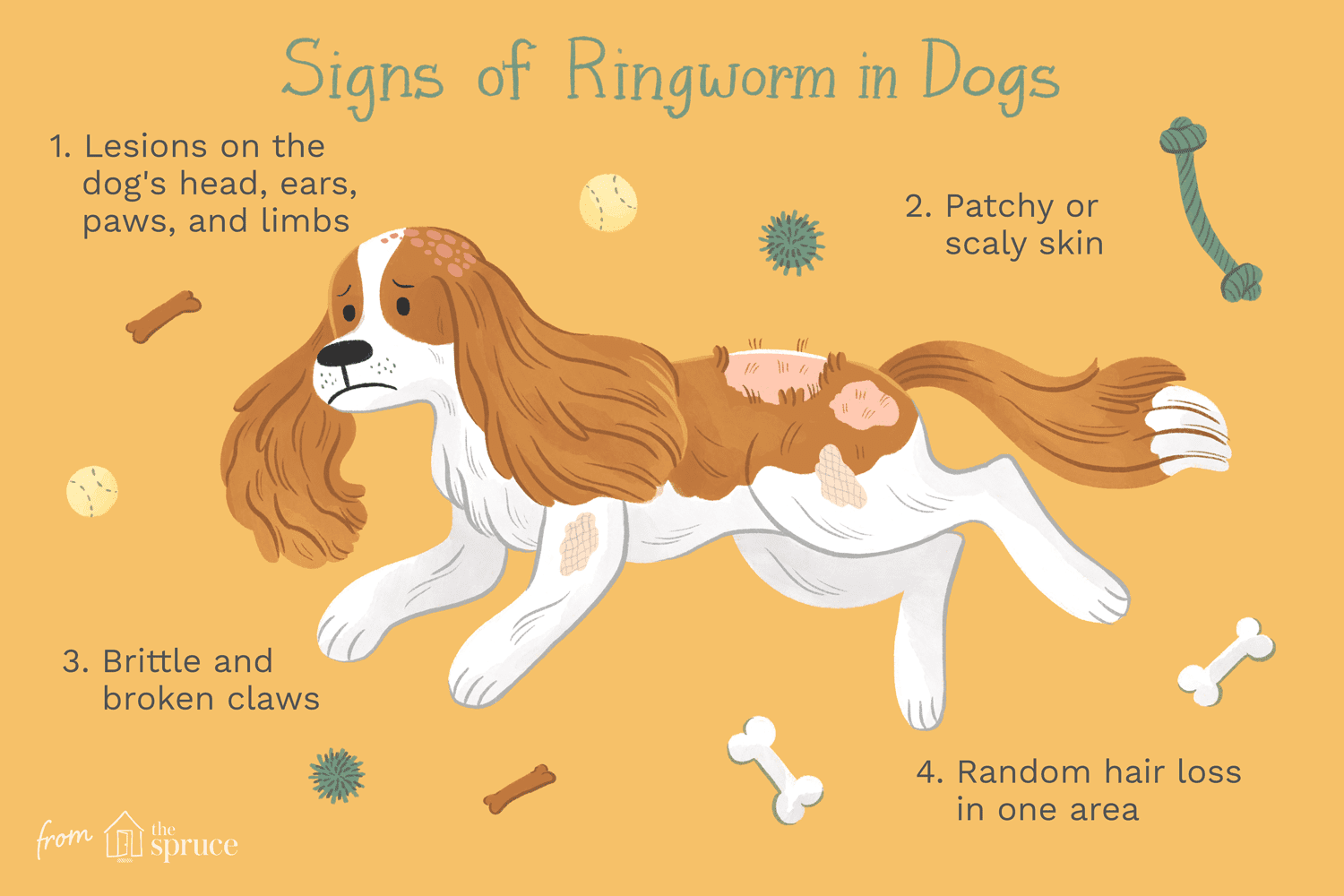An illustration of signs of ringworm in dogs