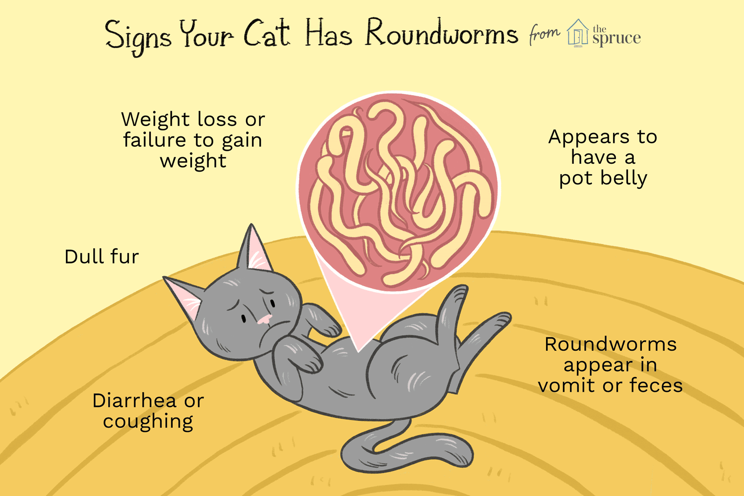 illustration of signs of roundworms in cats