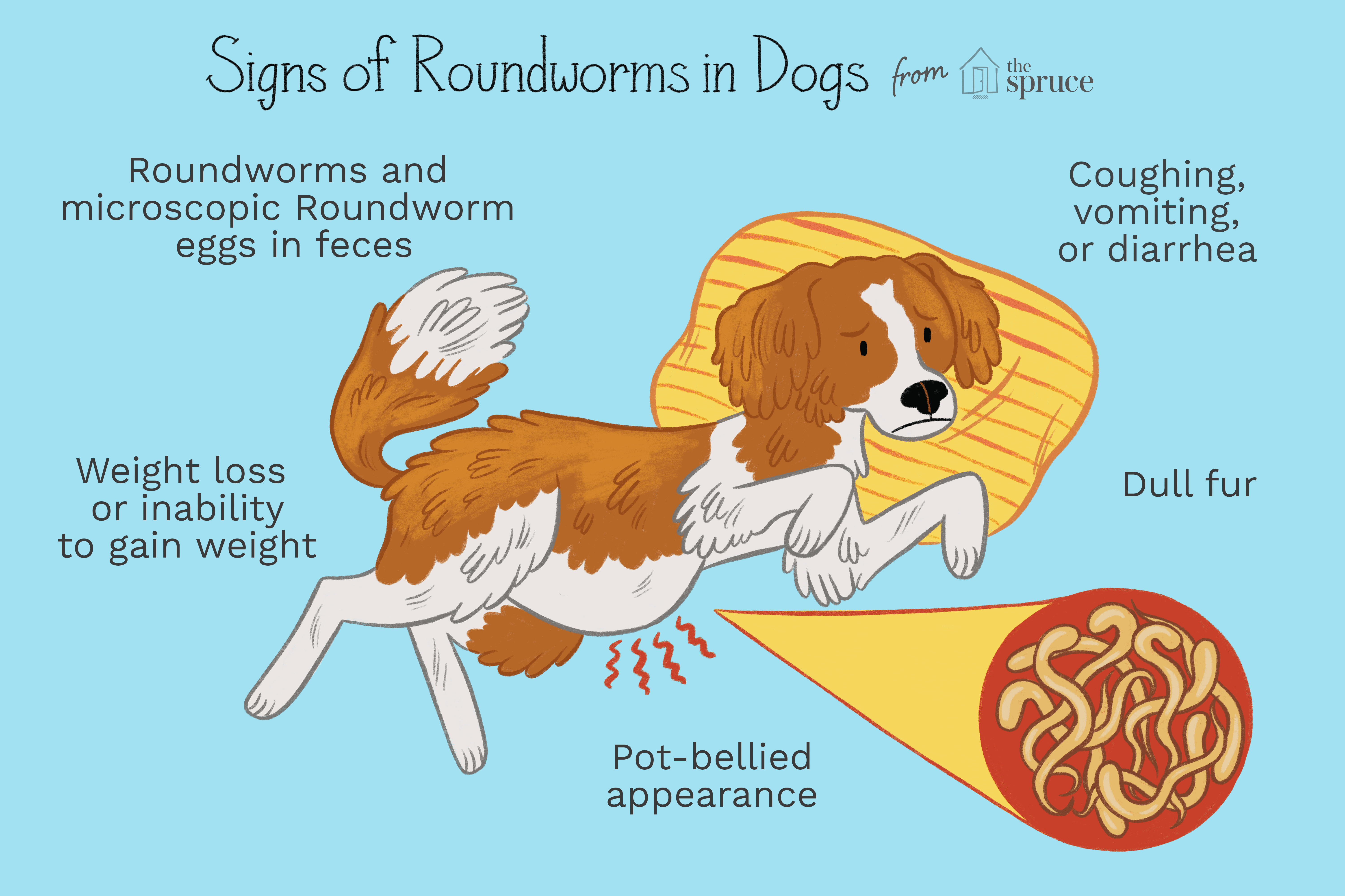 signs of roundworms in dogs illustration