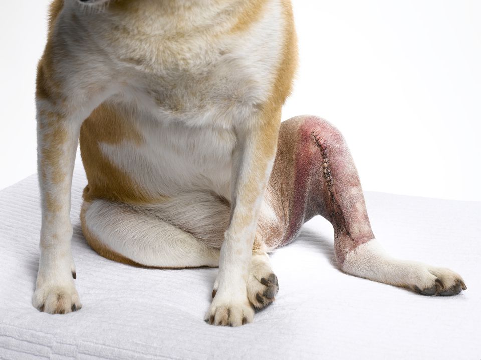 Dog after knee surgery
