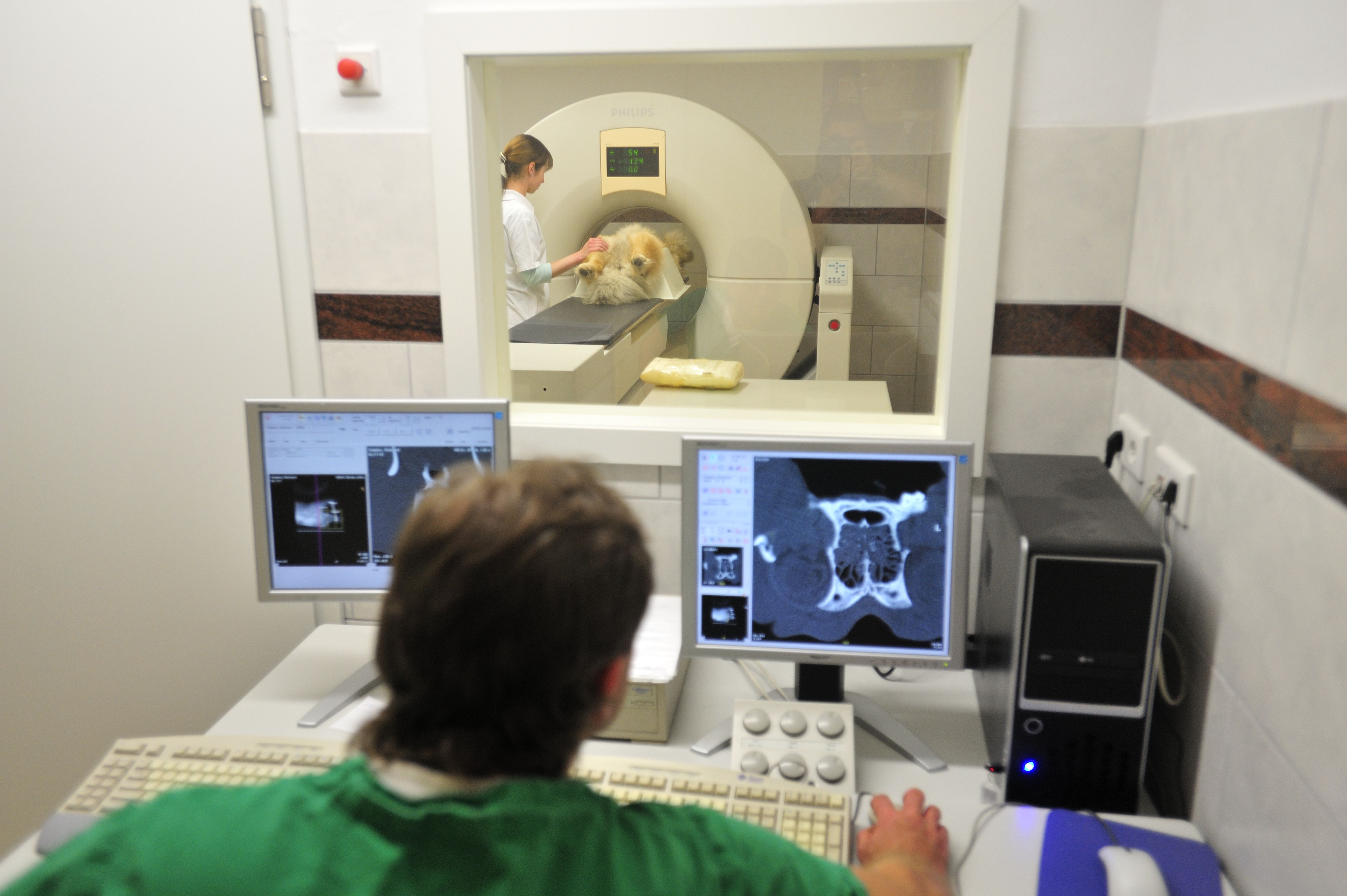 A veterinarian doing a computer tomography (CT) on a chow-chow dog