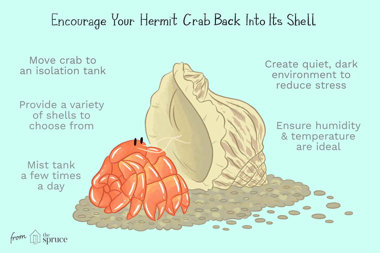 Illustration of ways to encourage your hermit crab back into its shell