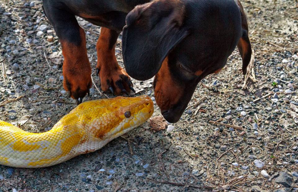 Python and dog