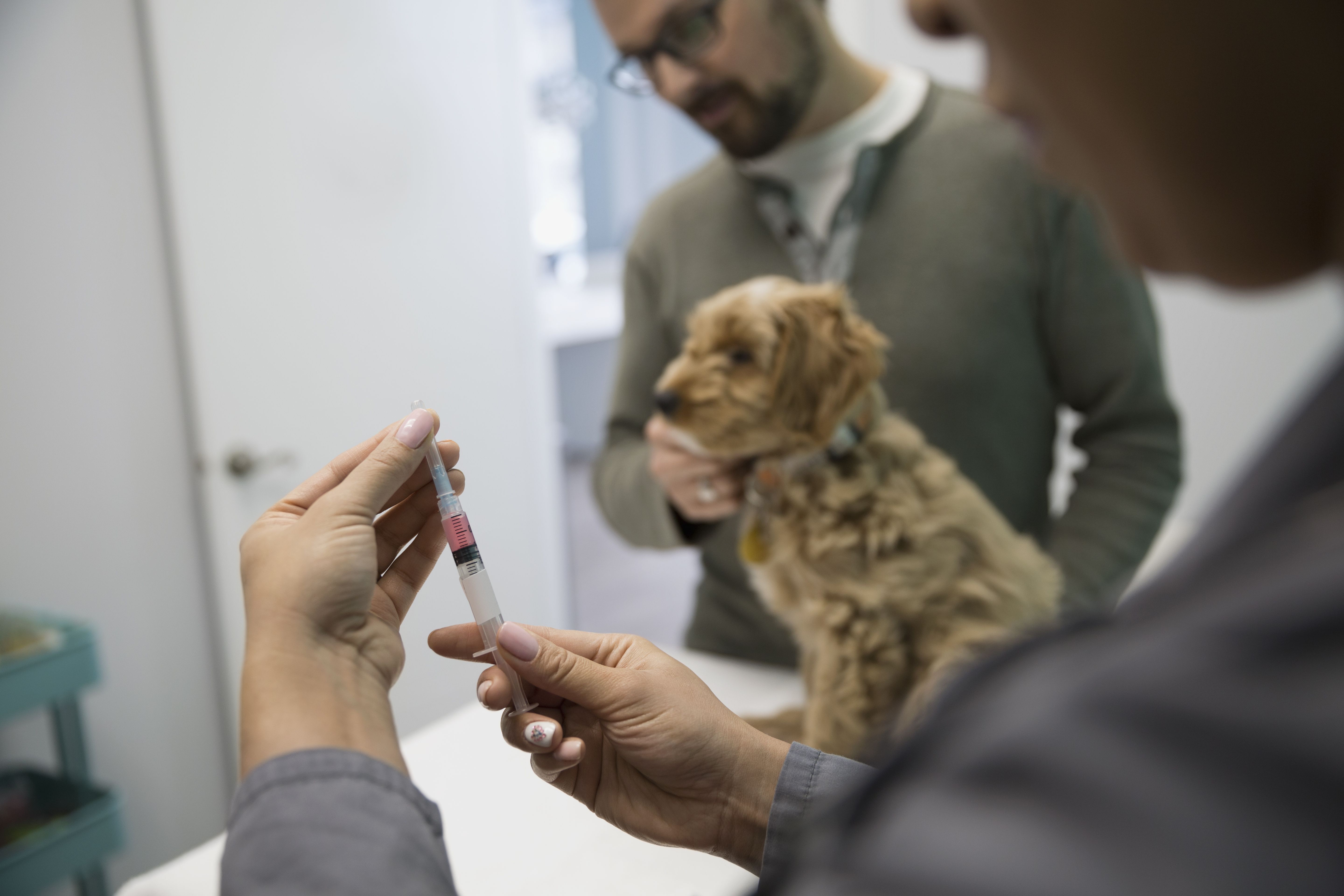 Veterinarian preparing injection for dog clinic examination room
