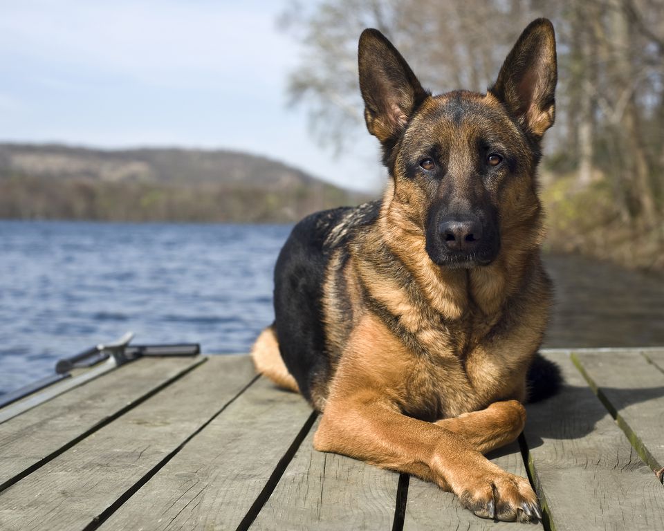 German Shepherd laying on a dock.