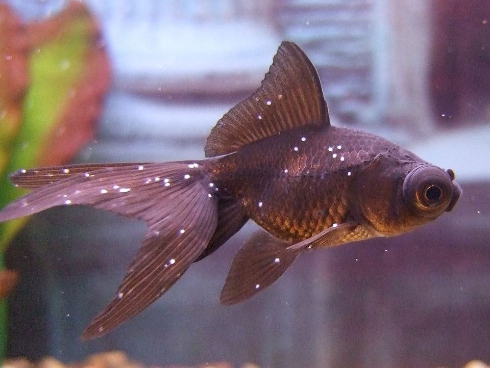 Ichthyophthirius multifilis show up as white spots on the fish.
