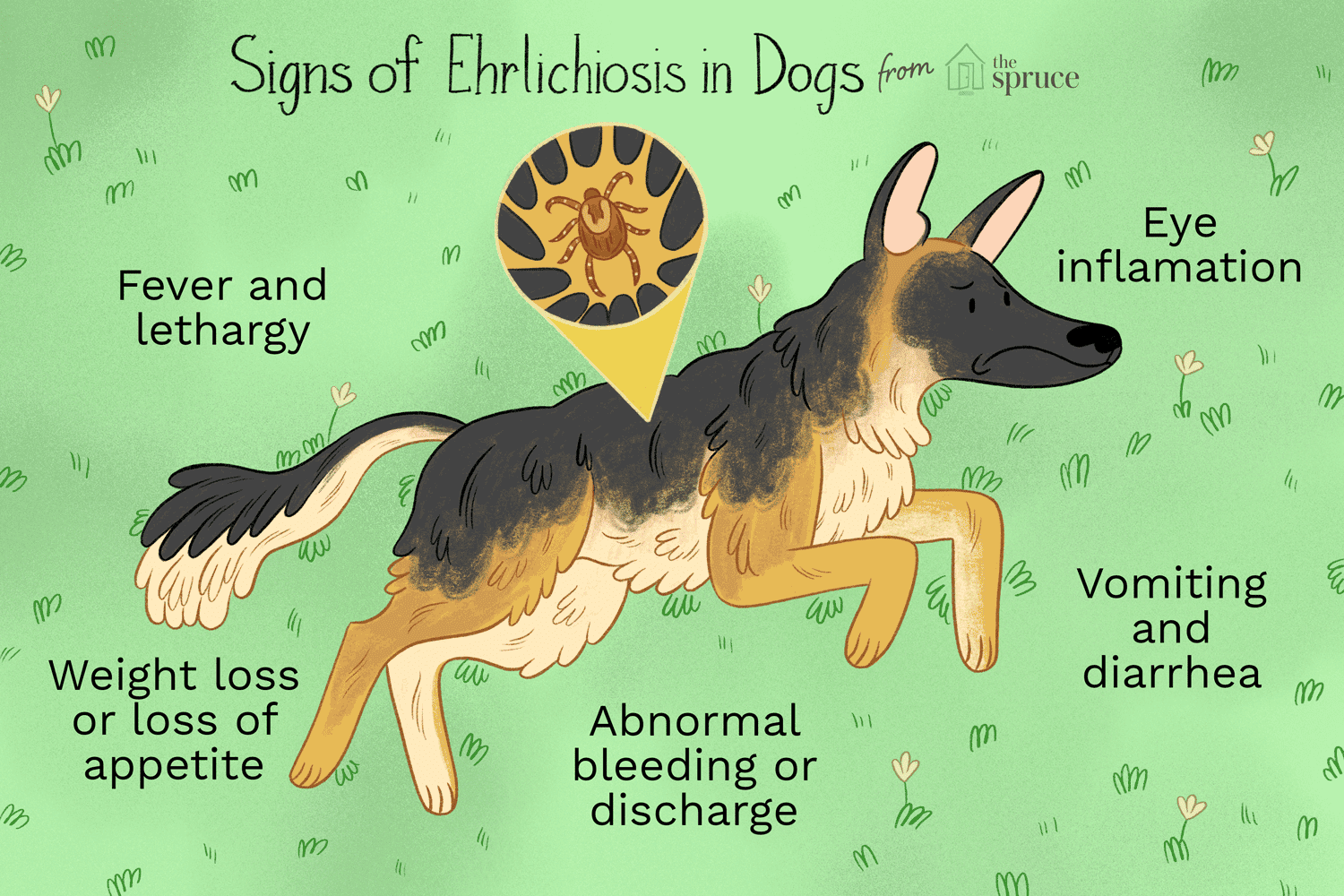 Illustration of signs of ehrilichiosis in dogs