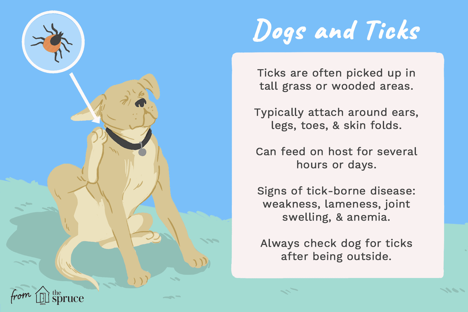 illustration of things to know about dogs and ticks