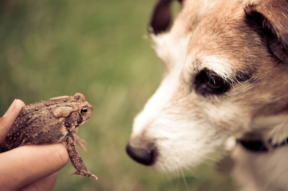 Dog staring at a toad in someone's hand