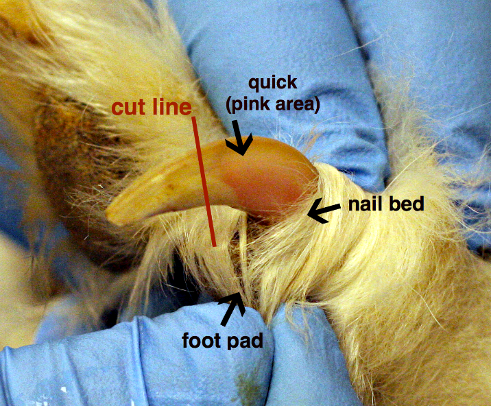 Anatomy of a dog nail