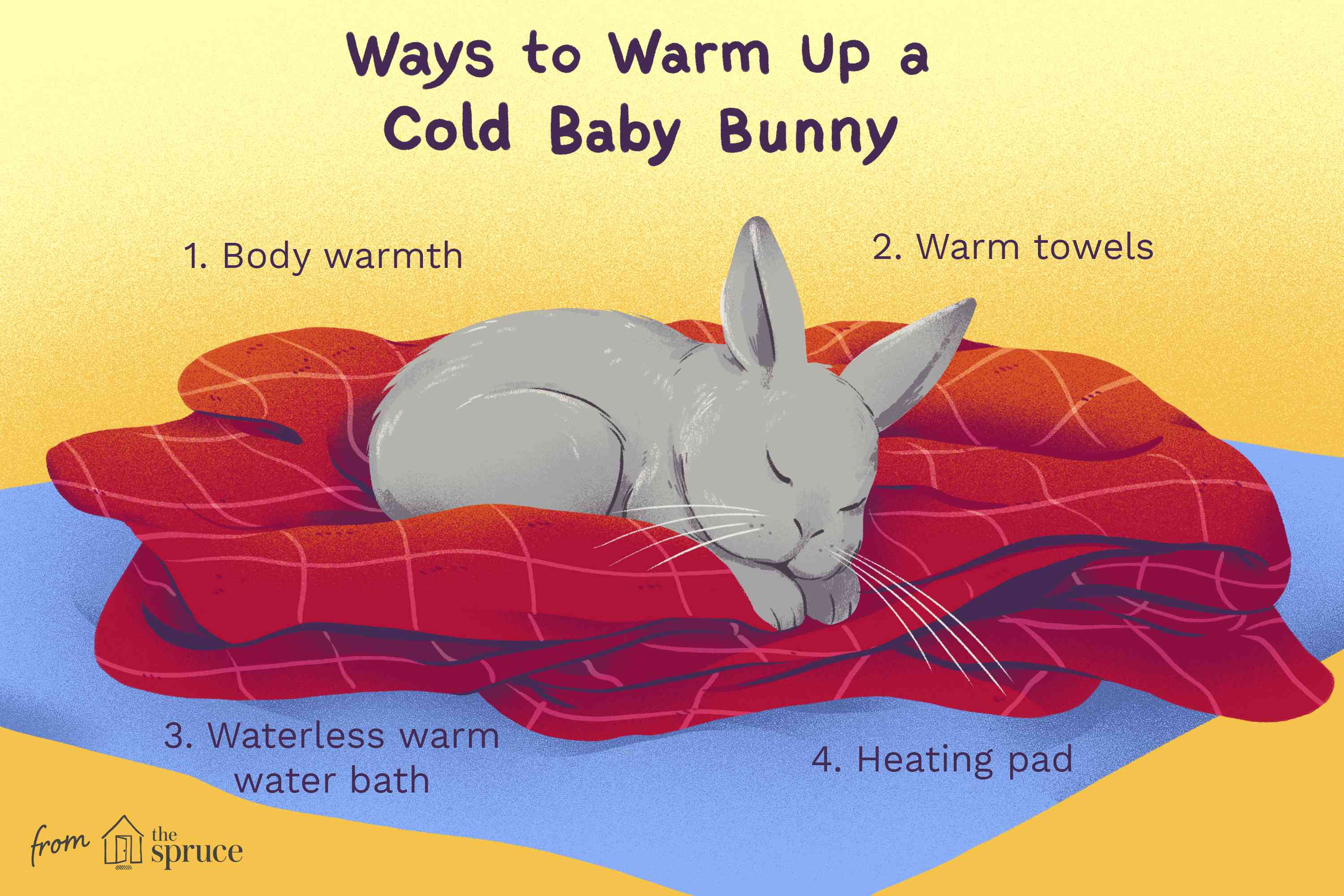 How to warm up a baby bunny illustration